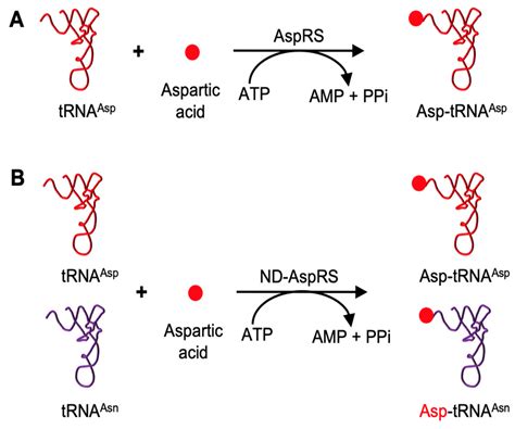 aa trna synthetase|aspartyl trna synthetase.